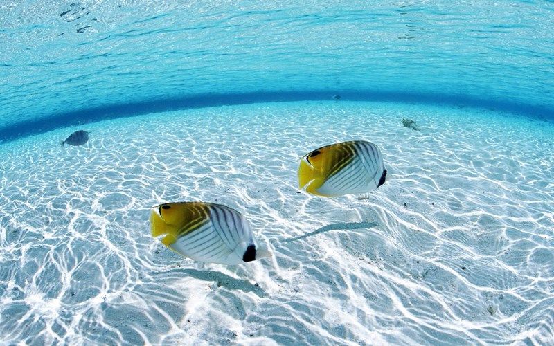 Giải mã nằm mơ thấy cá và nước đánh con gì để phát tài?