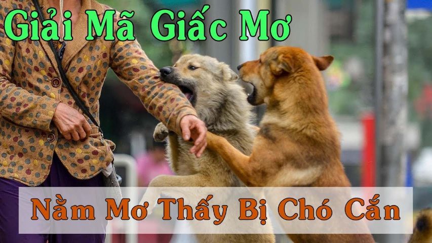 Điềm báo giấc mơ thấy chó cắn vào tay.