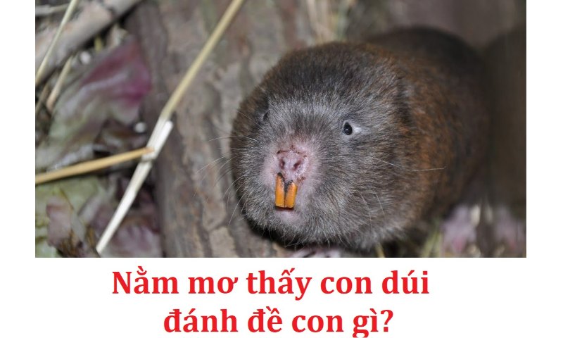 Giải đáp câu hỏi nằm mơ thấy con dúi đánh đề con gì