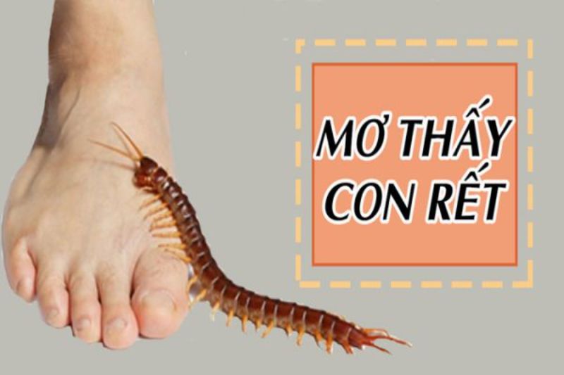 Giải mã giấc mơ liên quan đến con rết
