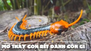 Giải mã chi tiết nằm mơ thấy con rết đánh số gì để phát tài?
