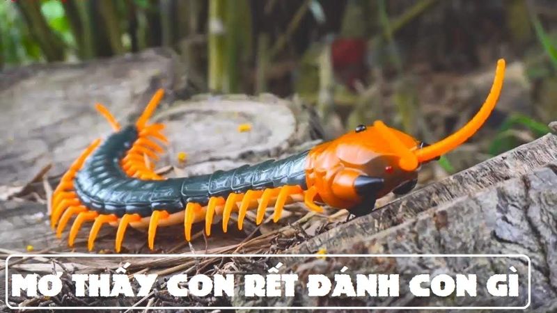 Giải mã chi tiết nằm mơ thấy con rết đánh số gì để phát tài?